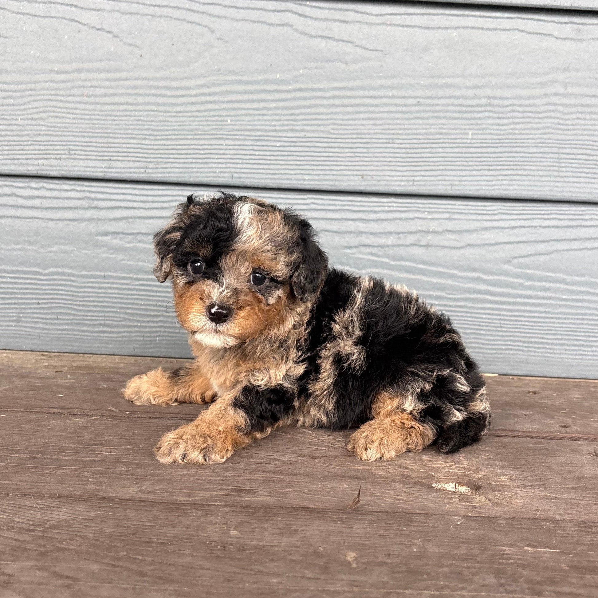 Cavapoo Puppy sitting on a wooden deck with a gray wooden wall in the background at rafterepups