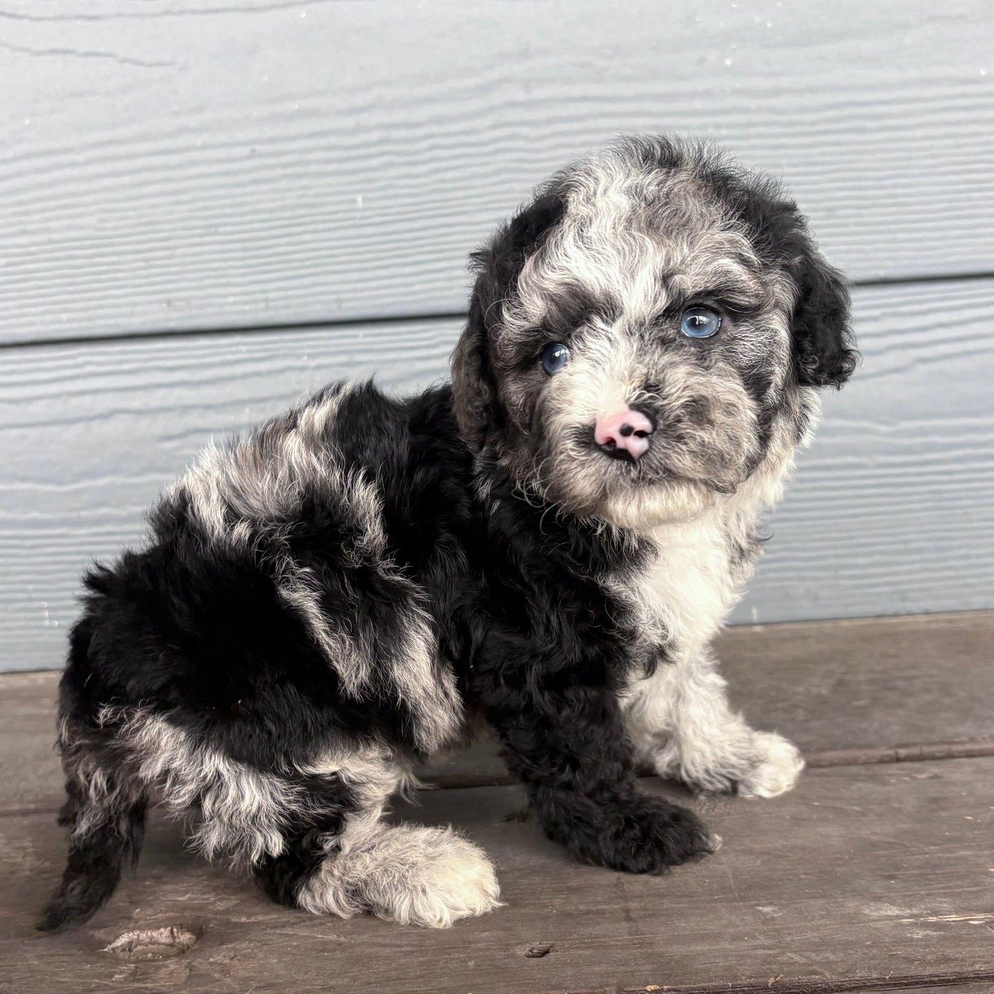 cavapoo Puppy with a merle coat standing on a wooden deck at rafterepups