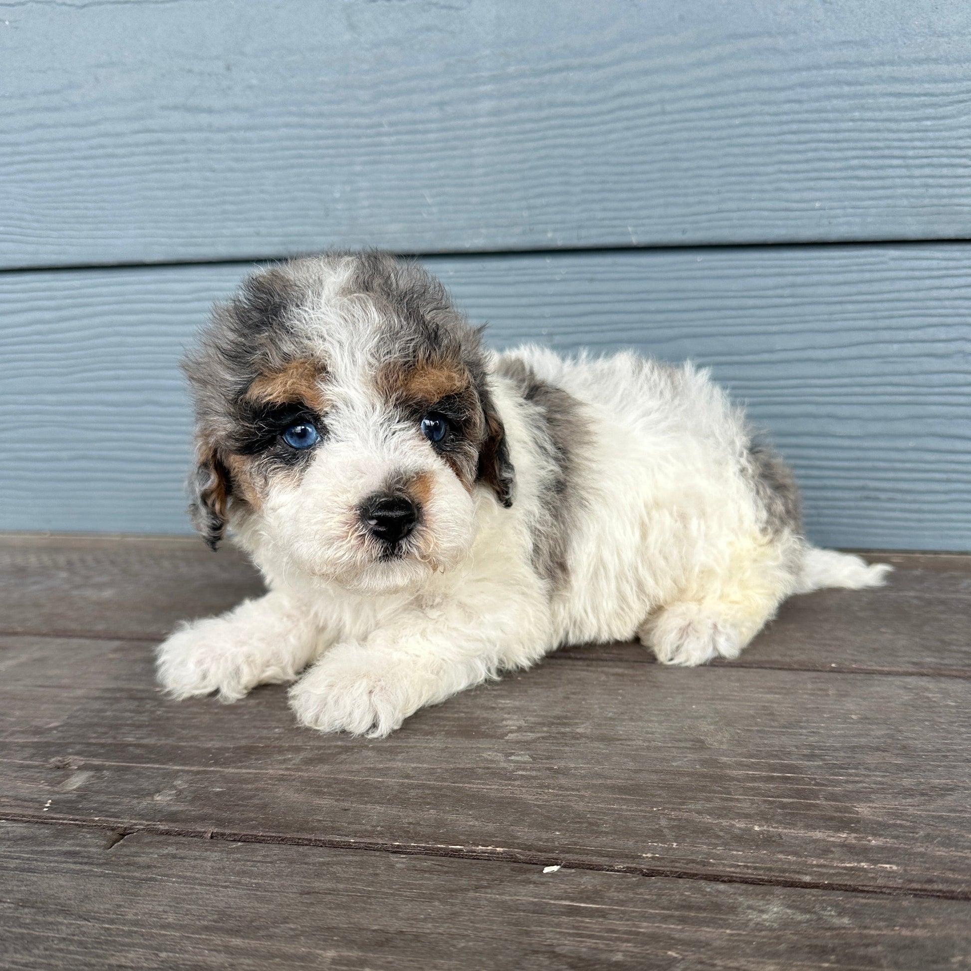 Cavapoo puppy peeking out from behind a wooden door Rafterepups