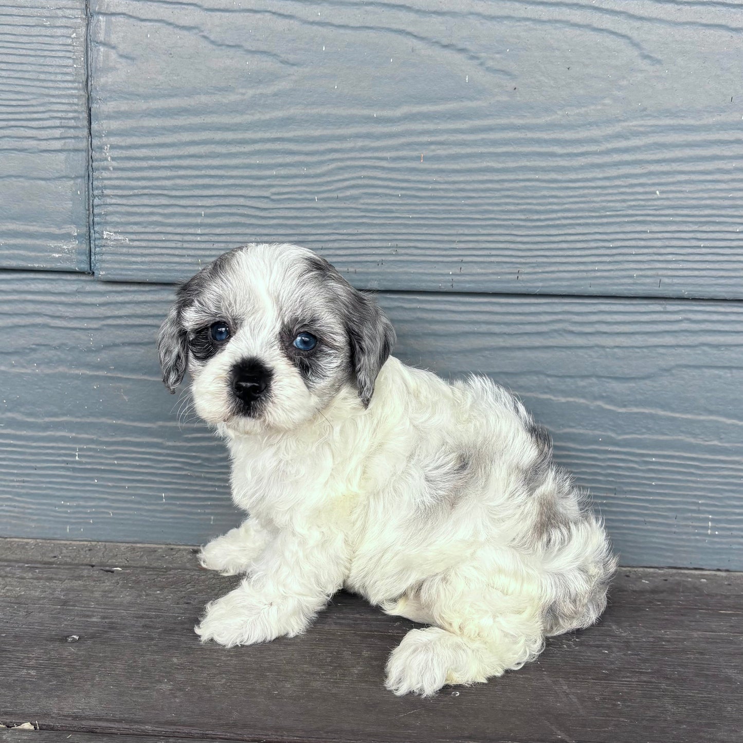 cavapoo puppy sitting on a wooden deck against a gray wooden wall at rafterepups
