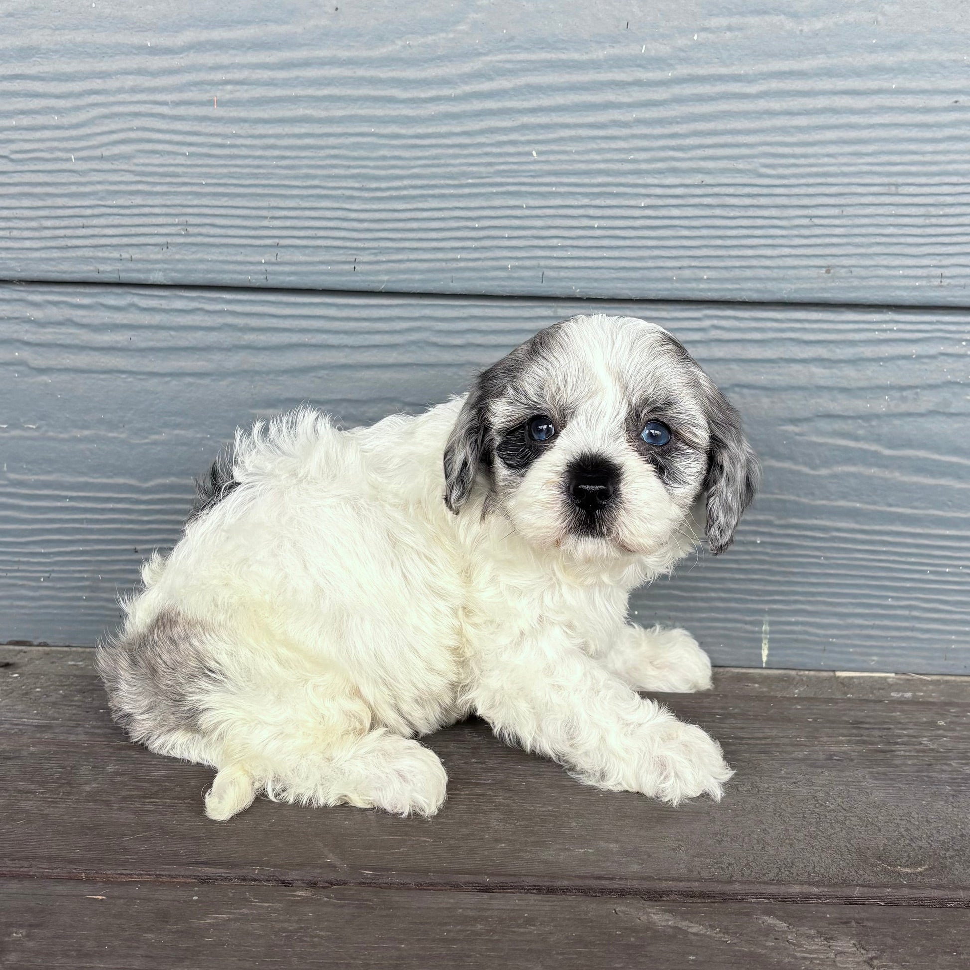 Cavapoo Puppy sitting on a wooden deck with a gray wooden wall in the background at rafterepups