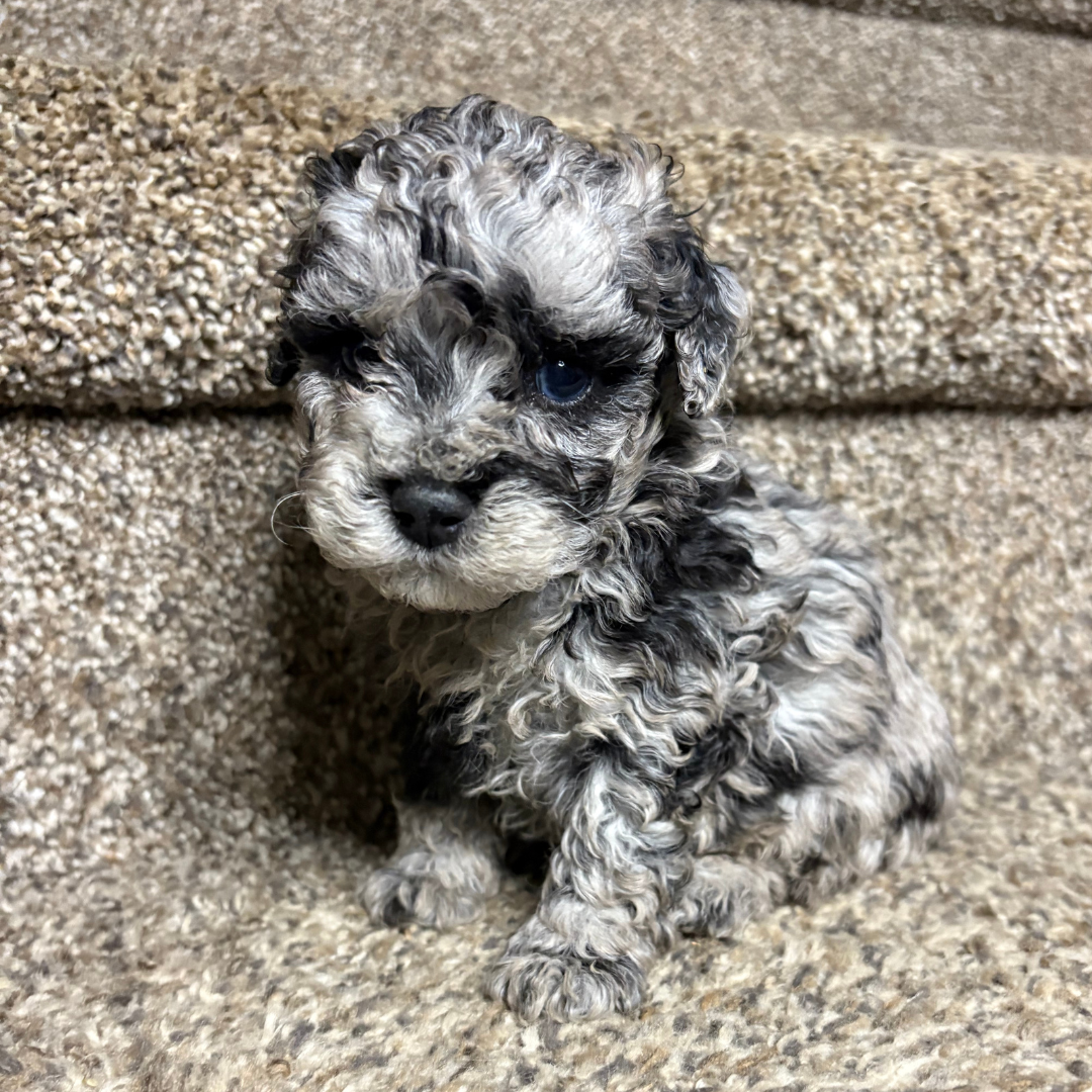 Blue-Merle-Cavapoo