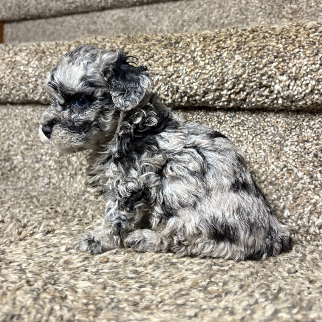 Blue-Merle-Cavapoo