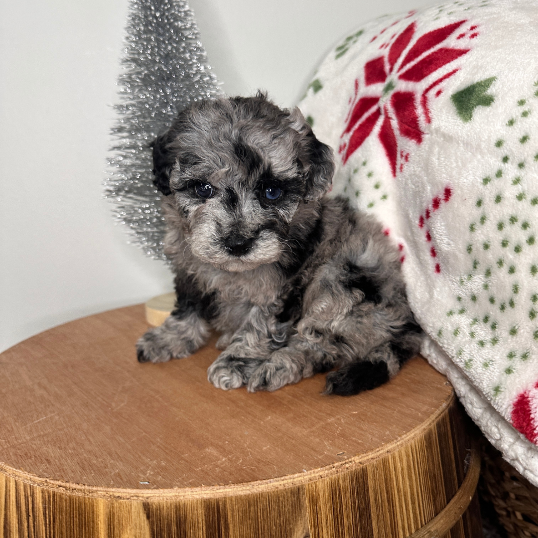 Blue-Merle-Cavapoo