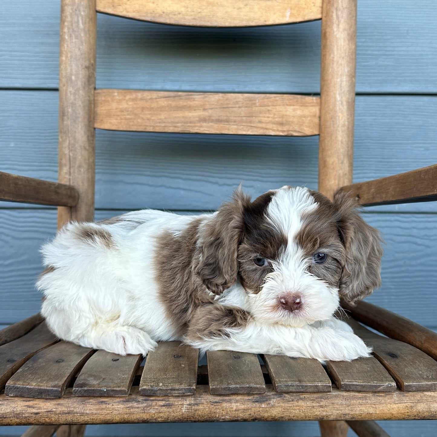 Chocolate Tri Cavapoo Puppy Gnocchi