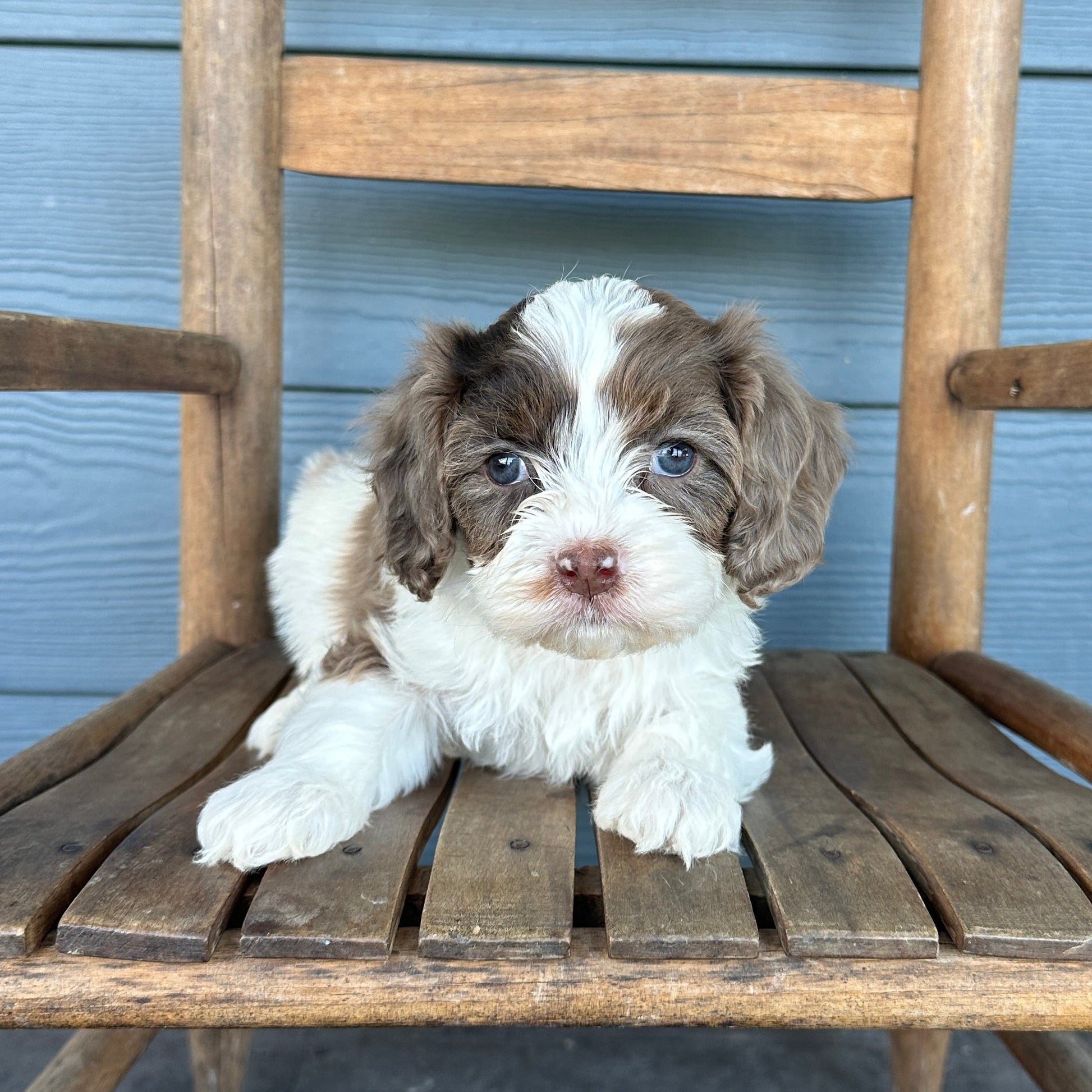 Chocolate Tri Cavapoo Puppy Gnocchi
