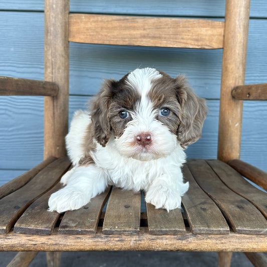 Chocolate Tri Cavapoo Puppy Gnocchi