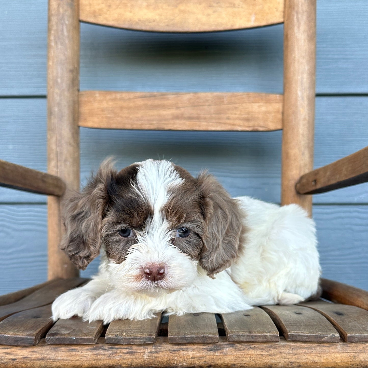 Chocolate Tri Cavapoo Puppy Gnocchi