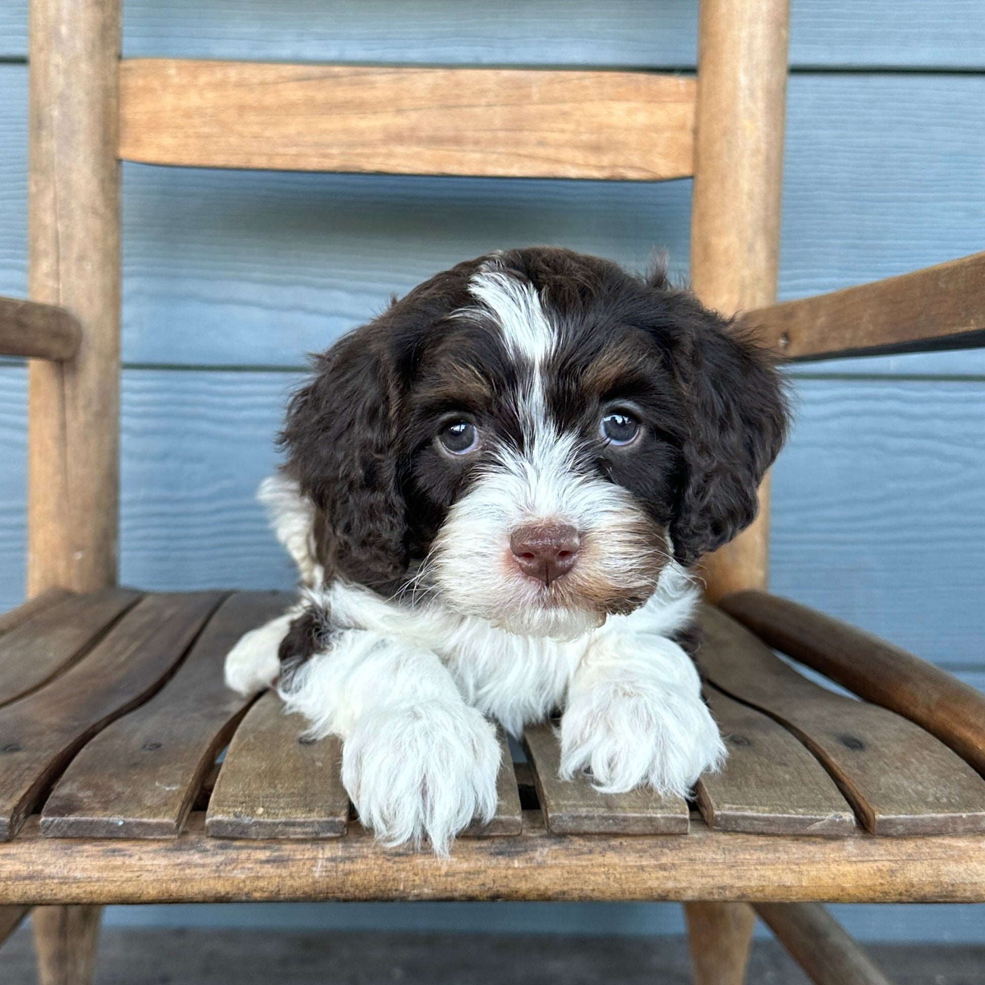 Chocolate Tri Cavapoo Puppy