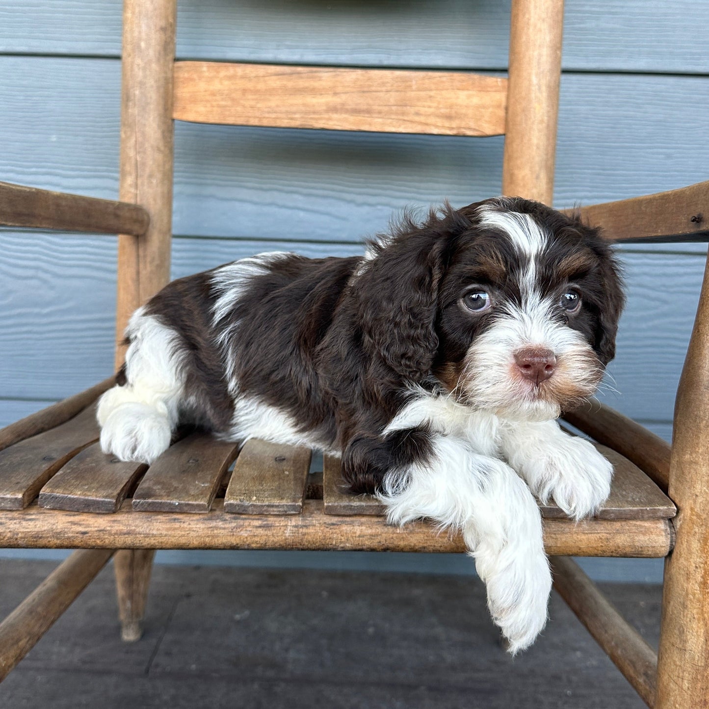 Chocolate Tri Cavapoo Puppy