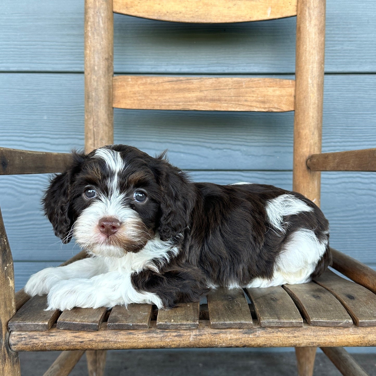 Chocolate Tri Cavapoo Puppy