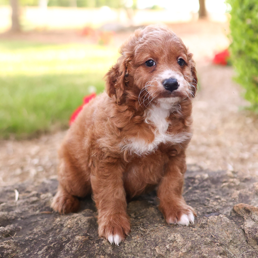 F1B-Mini-Goldendoodles