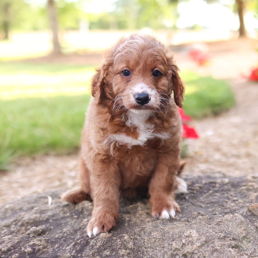 F1B-Mini-Goldendoodles