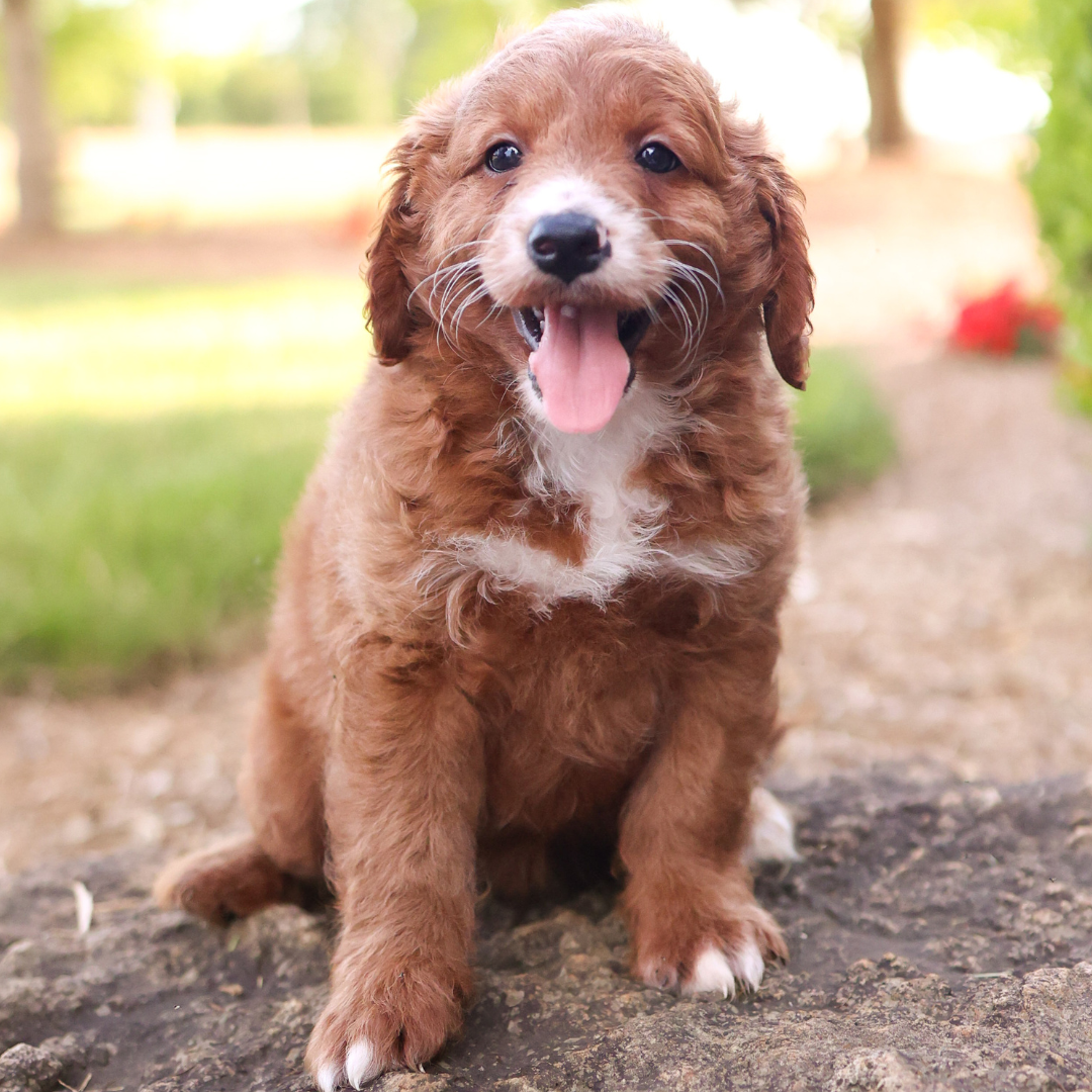 F1B-Mini-Goldendoodles