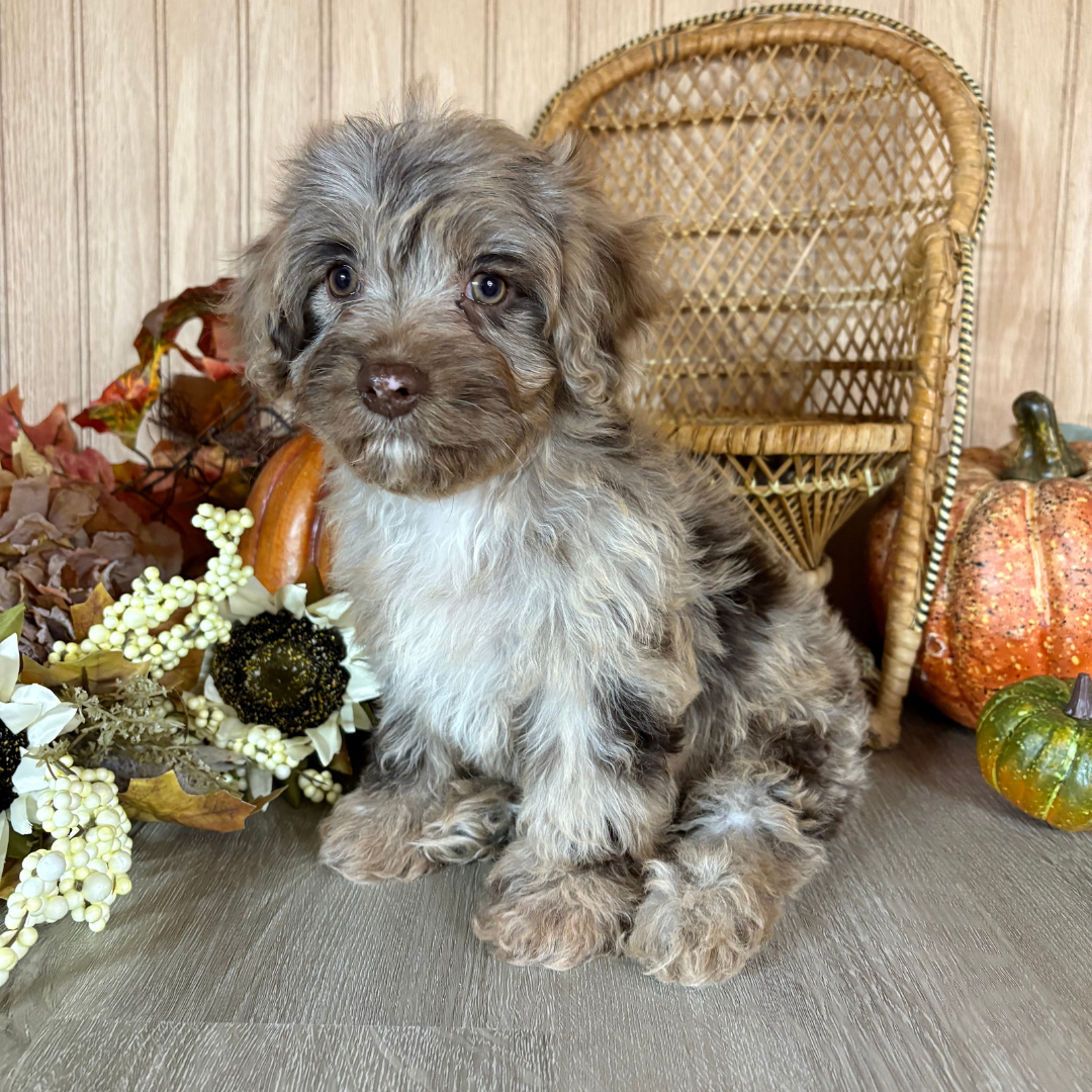 Chocolate-Merle-Cavapoo