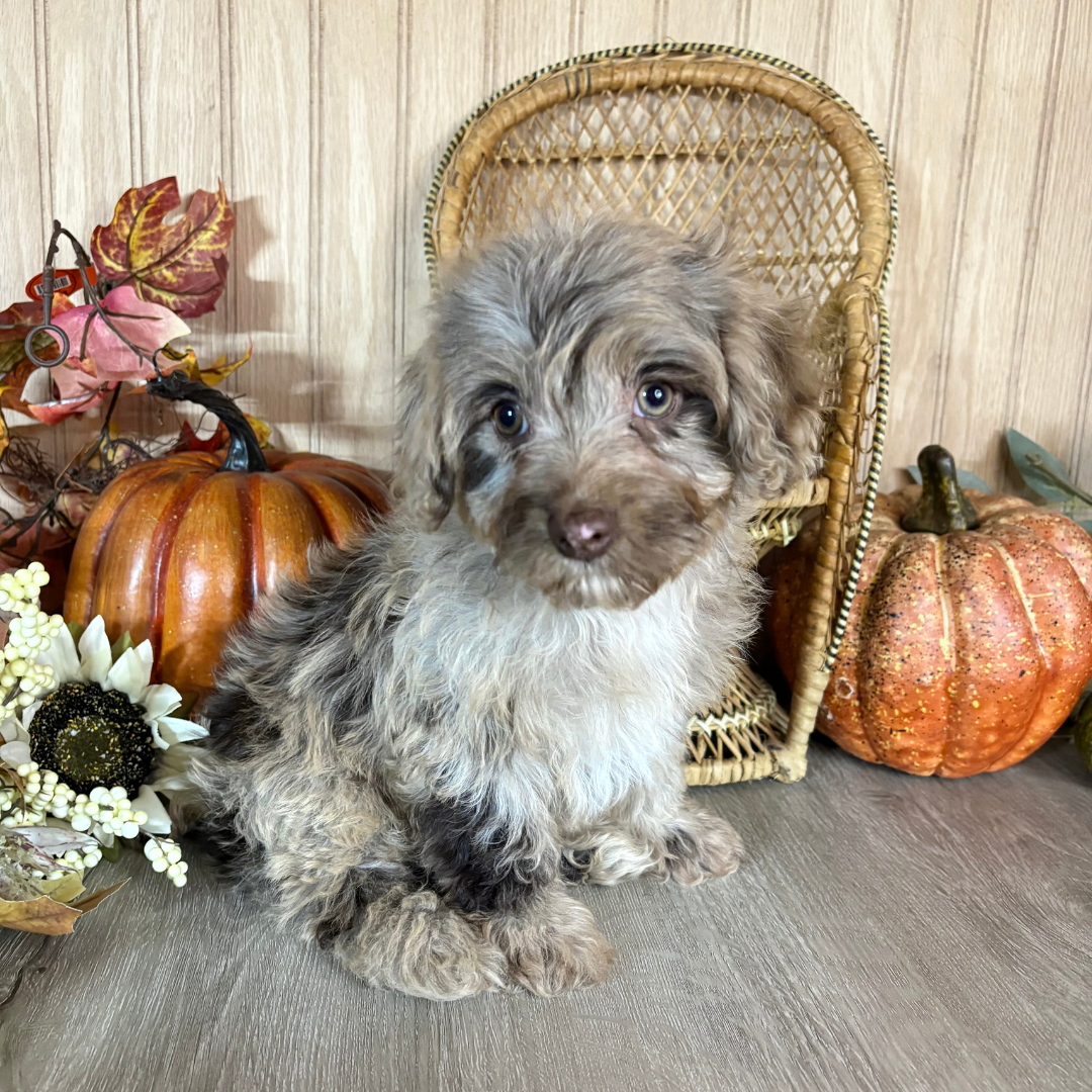 Chocolate-Merle-Cavapoo