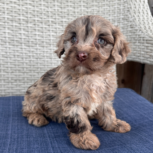 Chocolate-Cavapoo