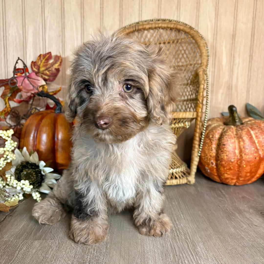 Chocolate-Merle-Cavapoo