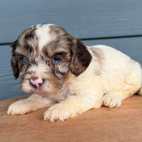 Chocolate-Cavapoo-Puppy