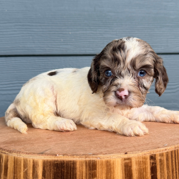 Chocolate-Cavapoo-Puppy