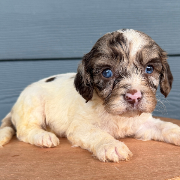 Chocolate-Cavapoo-Puppy
