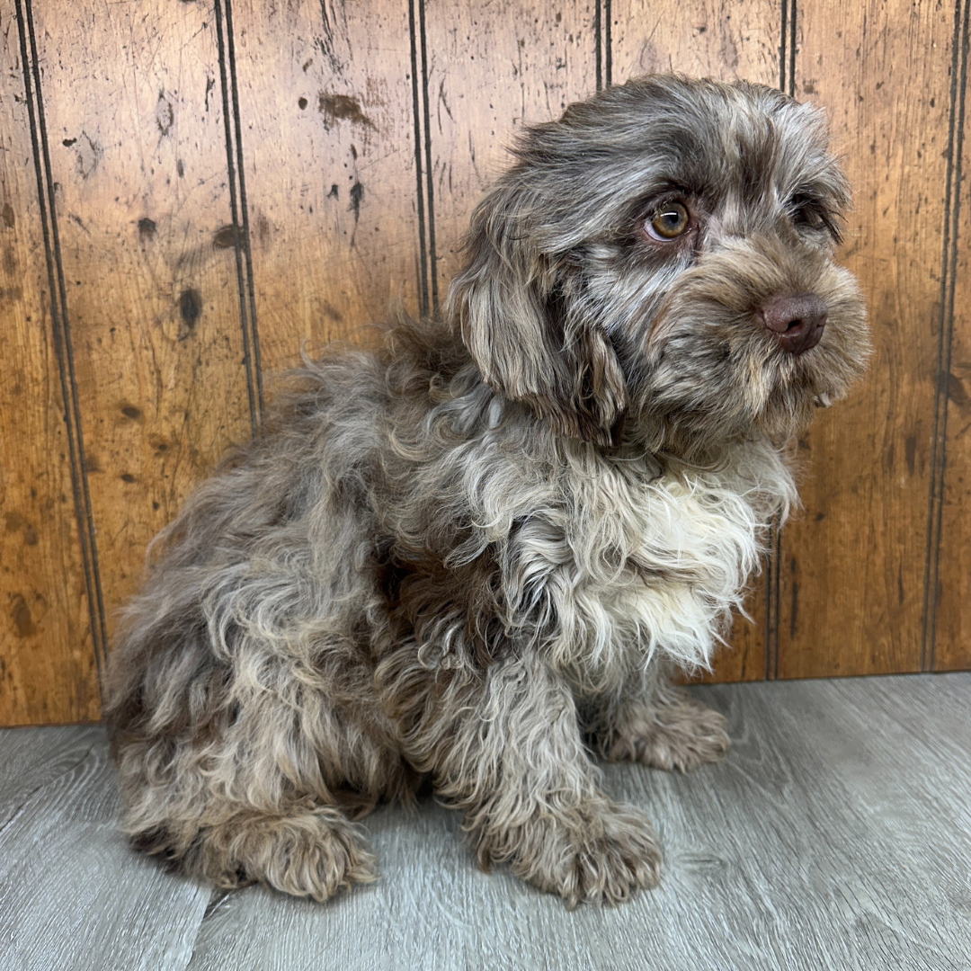 Chocolate-Merle-Cavapoo