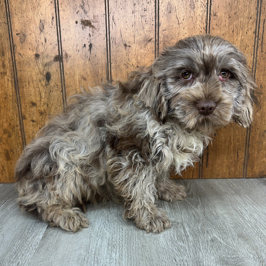 Chocolate-Merle-Cavapoo