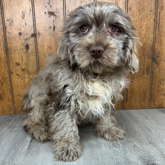 Chocolate-Merle-Cavapoo