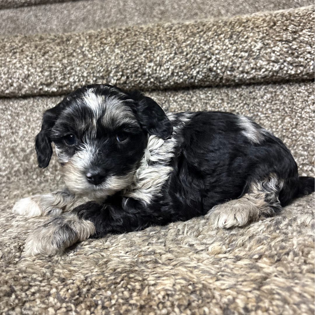 Blue-Merle-Cavapoo