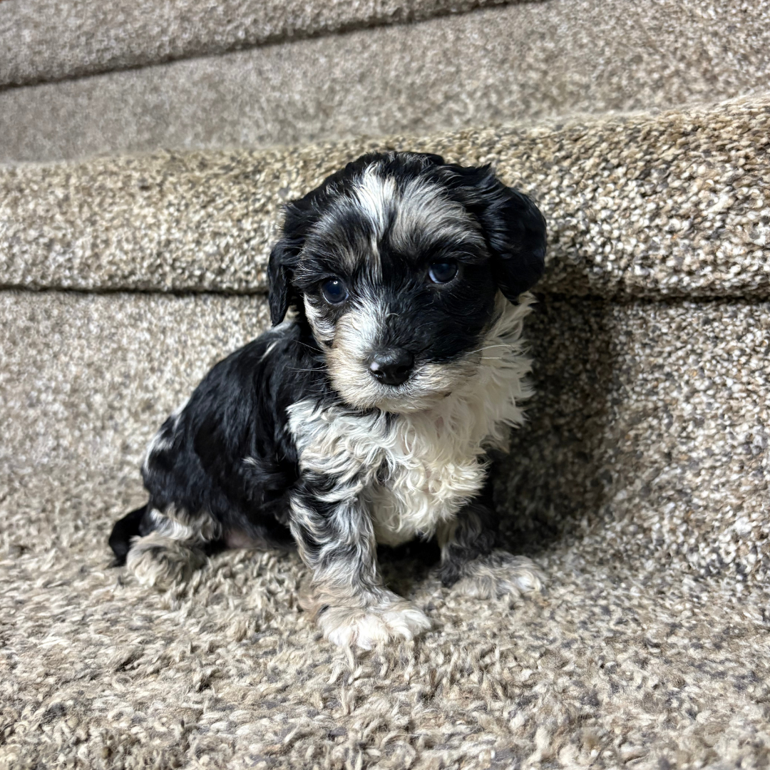 Blue-Merle-Cavapoo