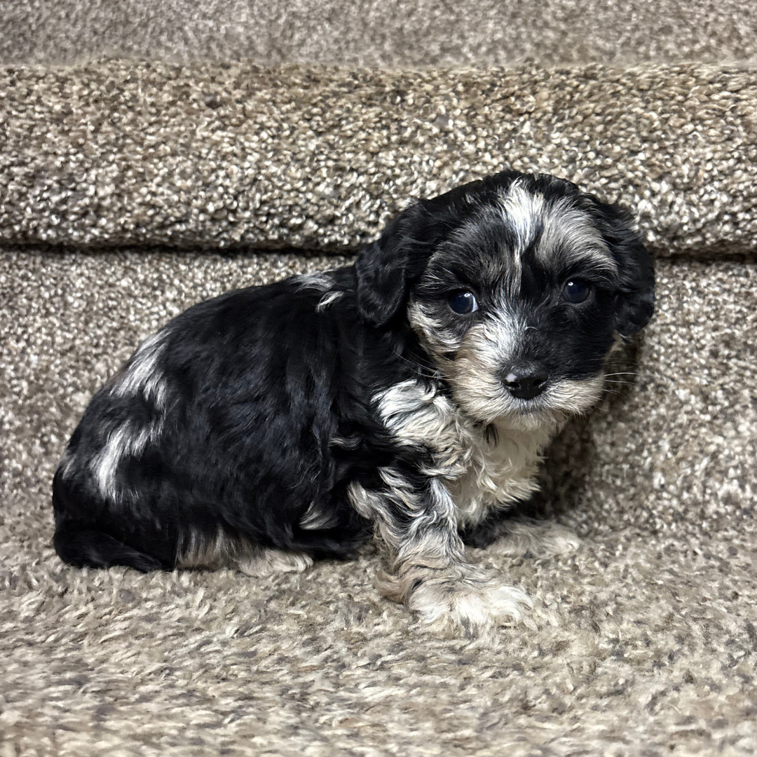 Blue-Merle-Cavapoo