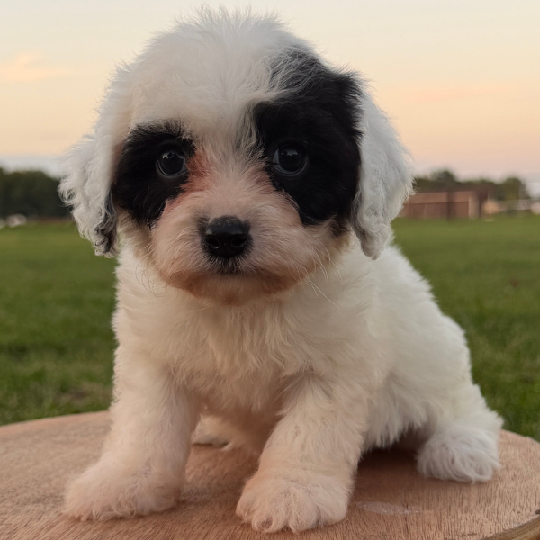 Cavapoo-Breeder