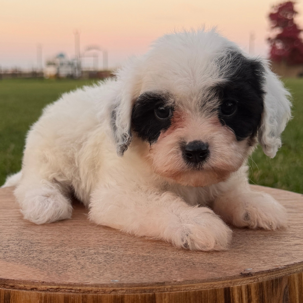 Cavapoo-Breeder