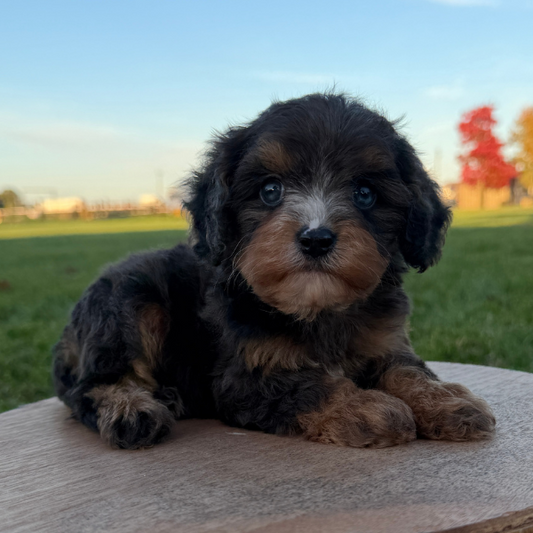 Chocolate Cavapoo Puppy