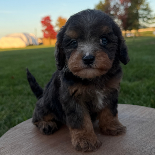 Chocolate Cavapoo Puppy