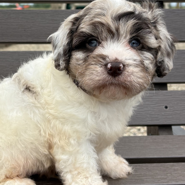 Cavapoo-Puppies-For-Sale