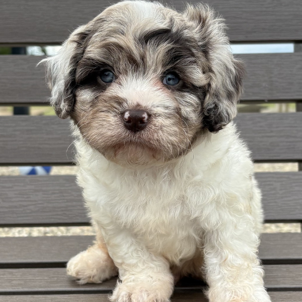 Cavapoo-Puppies-For-Sale