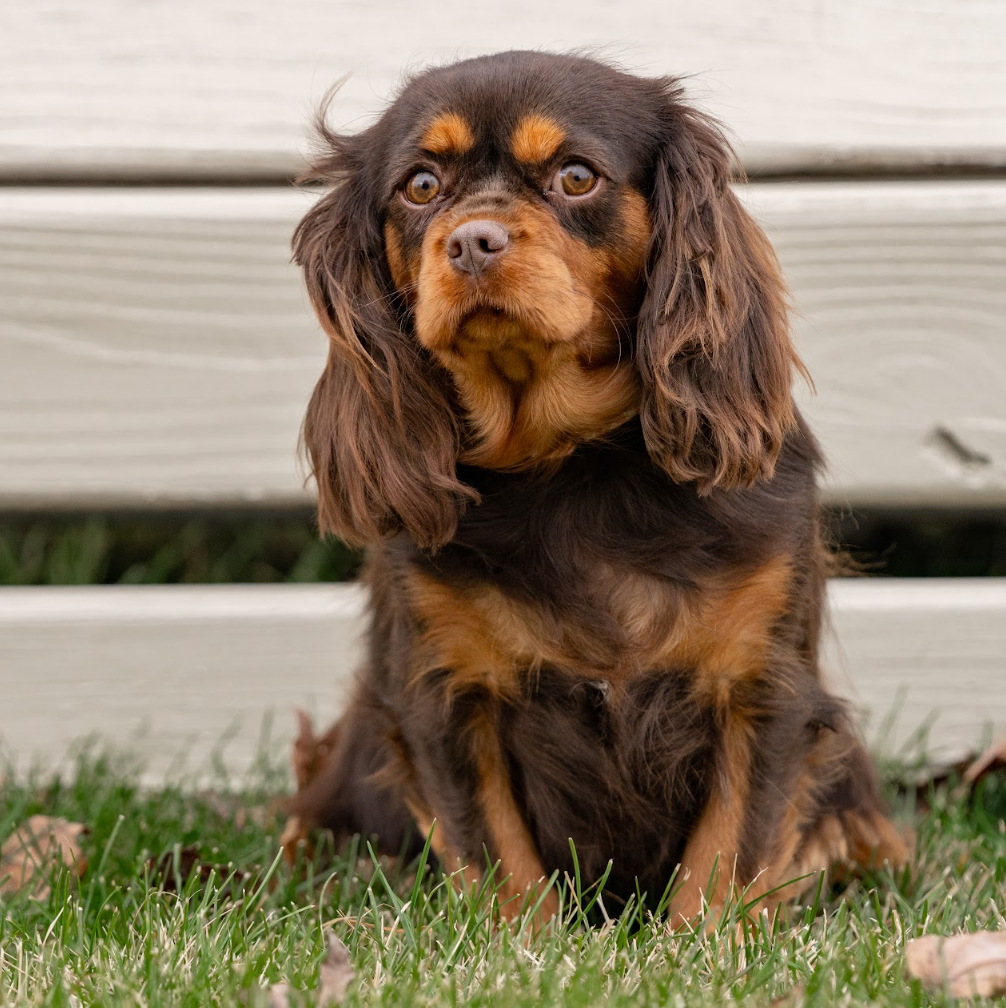 Cavalier King Charles Spanie