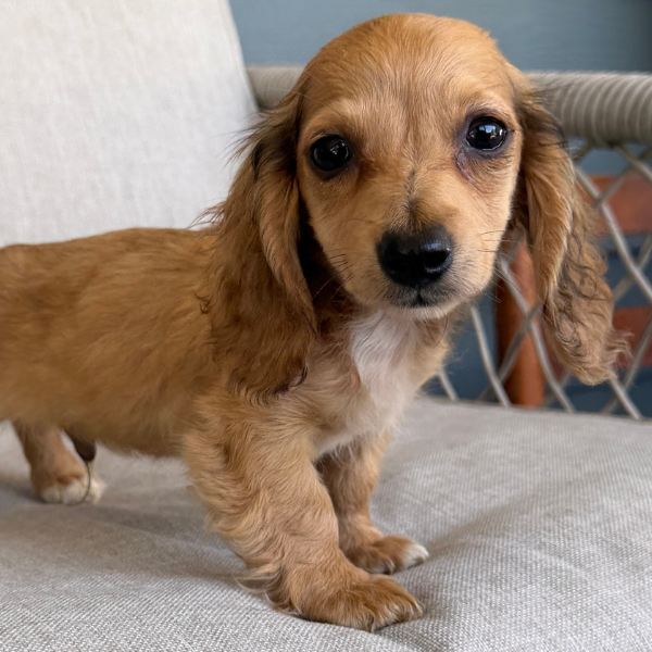 Dachshund-Puppy-For-Sale