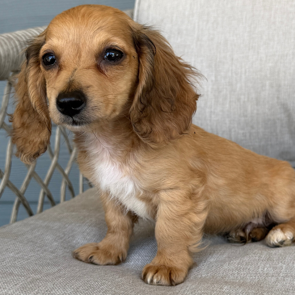 Dachshund-Puppy-For-Sale