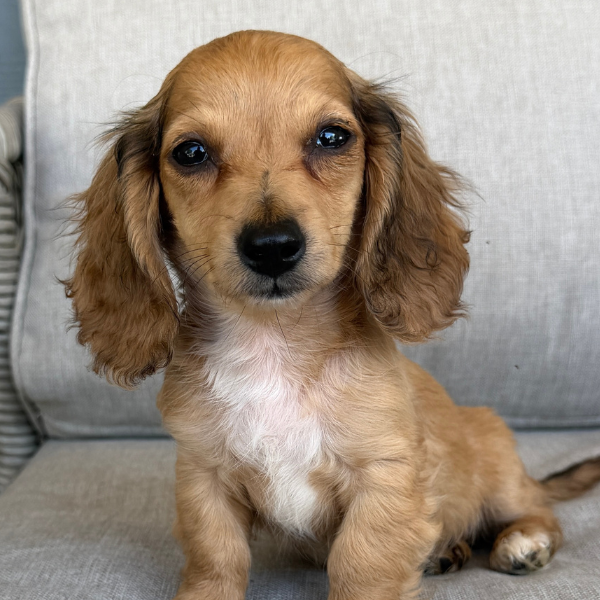 Dachshund-Puppy-For-Sale