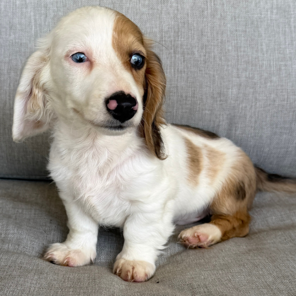 Dachshund-Puppy-For-Sale