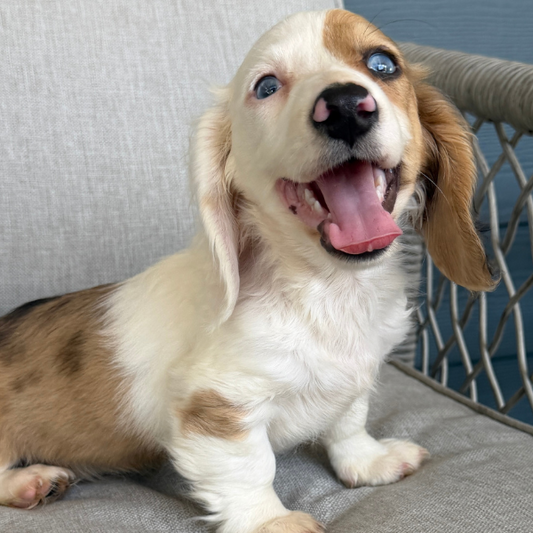 Dachshund-Puppy-For-Sale