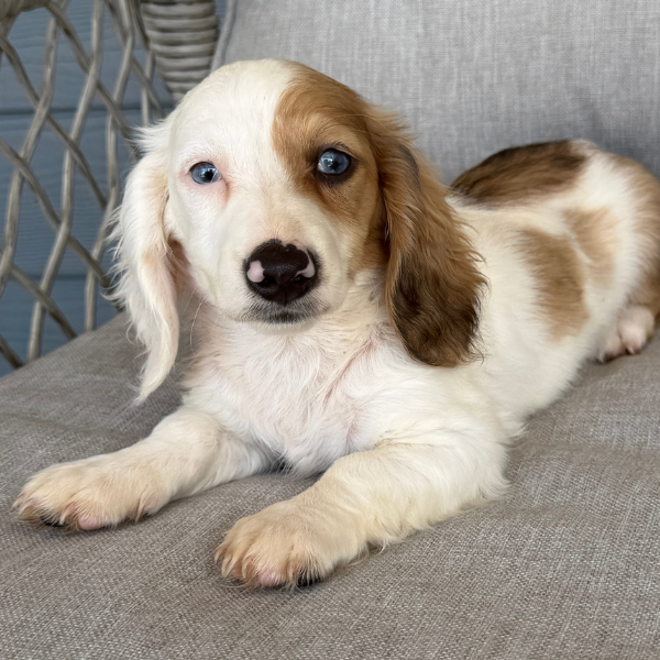Dachshund-Puppy-For-Sale