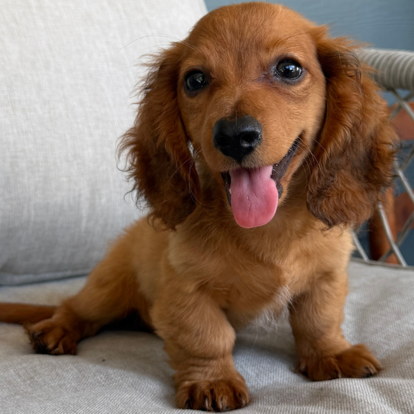 Dachshund-Puppy