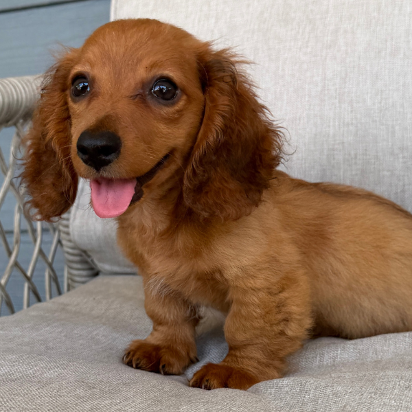 Dachshund-Puppy