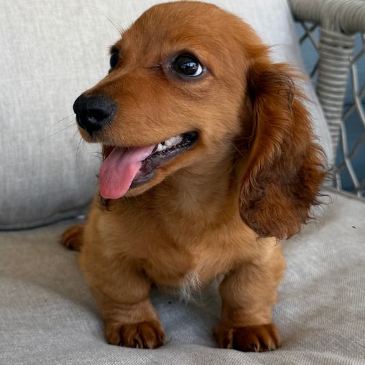 Dachshund-Puppy