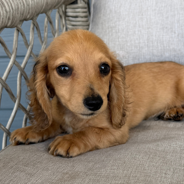 Dachshund-Puppy-For-Sale