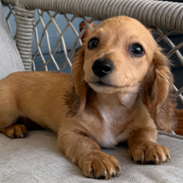 Dachshund-Puppy-For-Sale