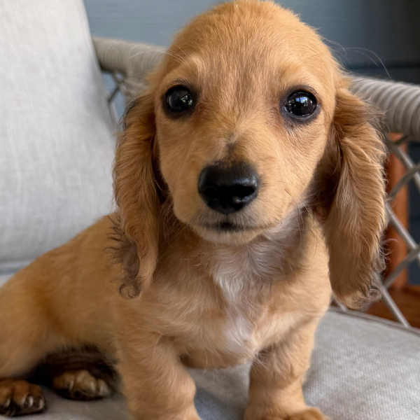 Dachshund-Puppy-For-Sale